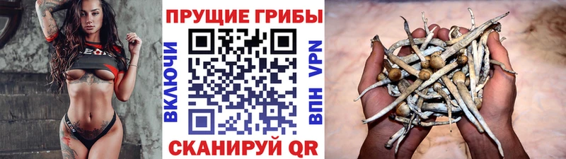 Псилоцибиновые грибы Cubensis  Коломна 
